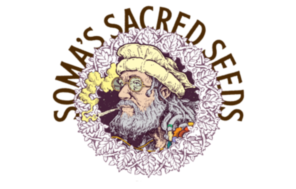SOMA Seeds Amnesia Haze Fem 5 pk