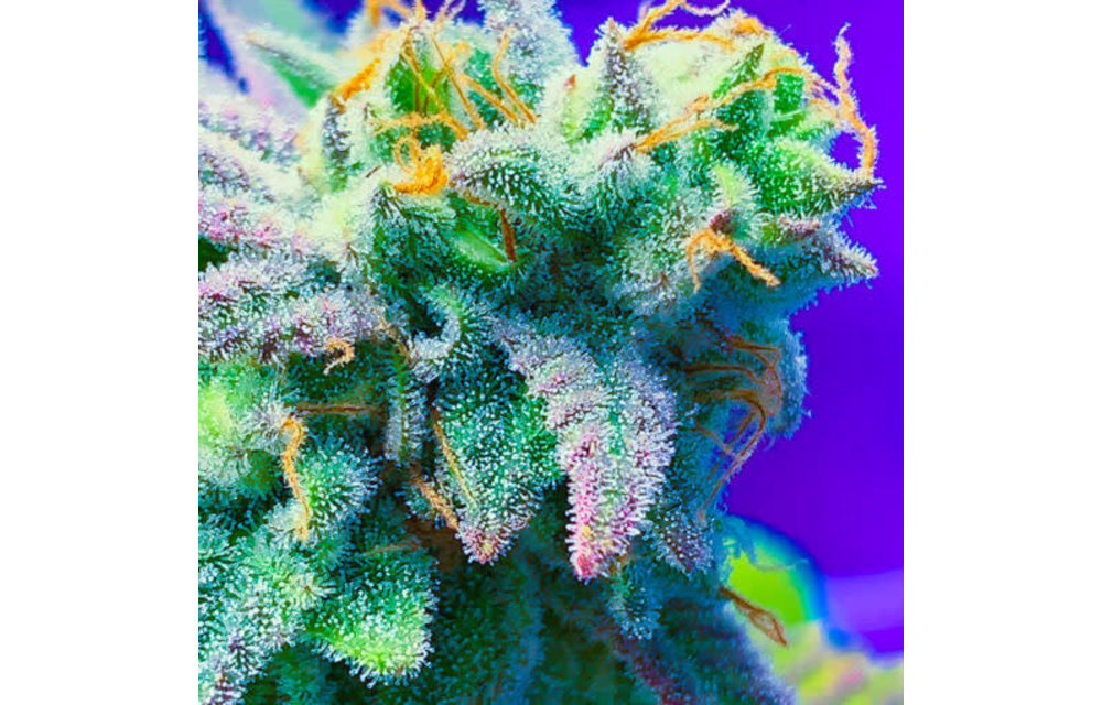 Blasted Genetics Mint Stomper Reg 12pk