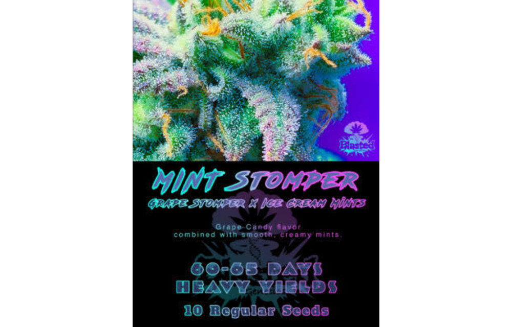 Blasted Genetics Mint Stomper Reg 12pk