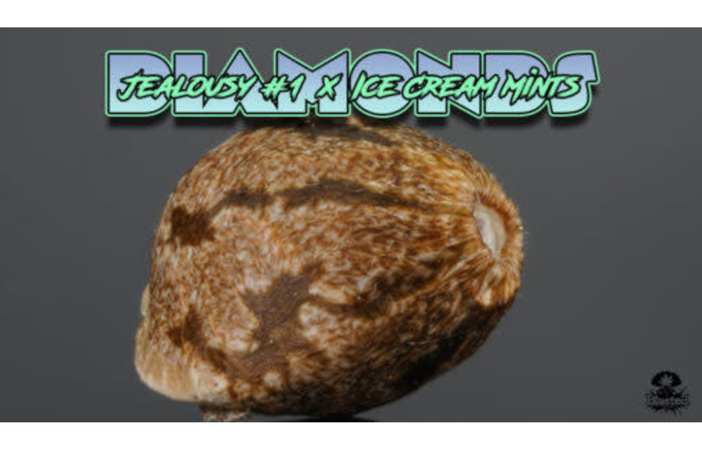 Blasted Genetics Diamonds Reg 12pk