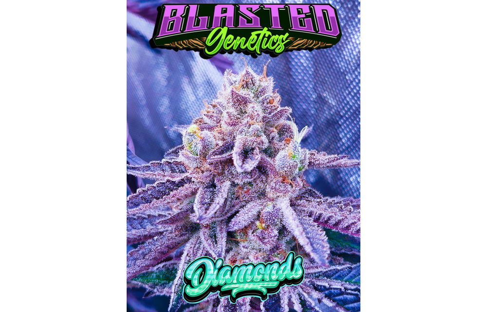 Blasted Genetics Diamonds Reg 12pk