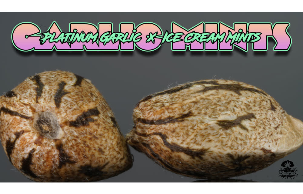 Garlic Cake Reg 12pk