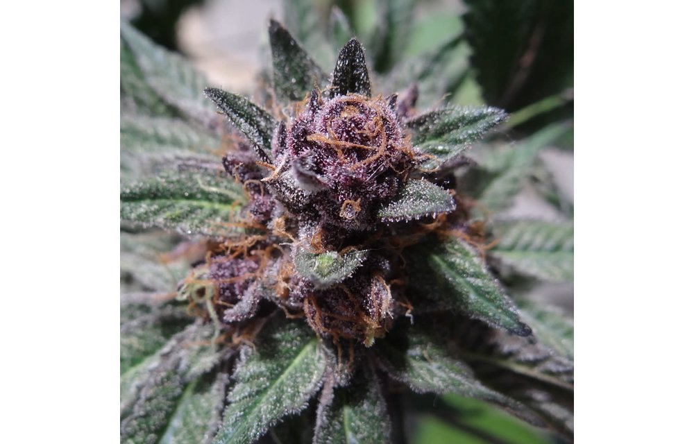 Koby's Organics Granddaddy Purple Reg 13 pk