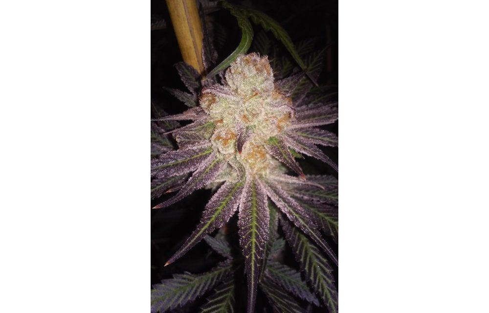 Koby's Organics Granddaddy's Breath Reg 10 pk