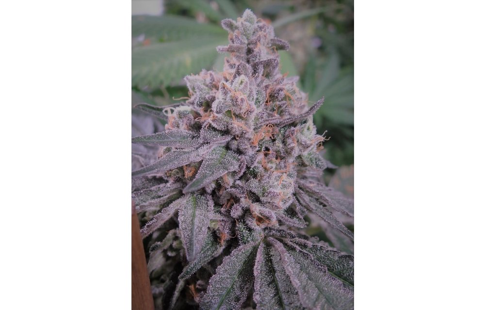 Koby's Organics Grape Stomper Reg 7 pk