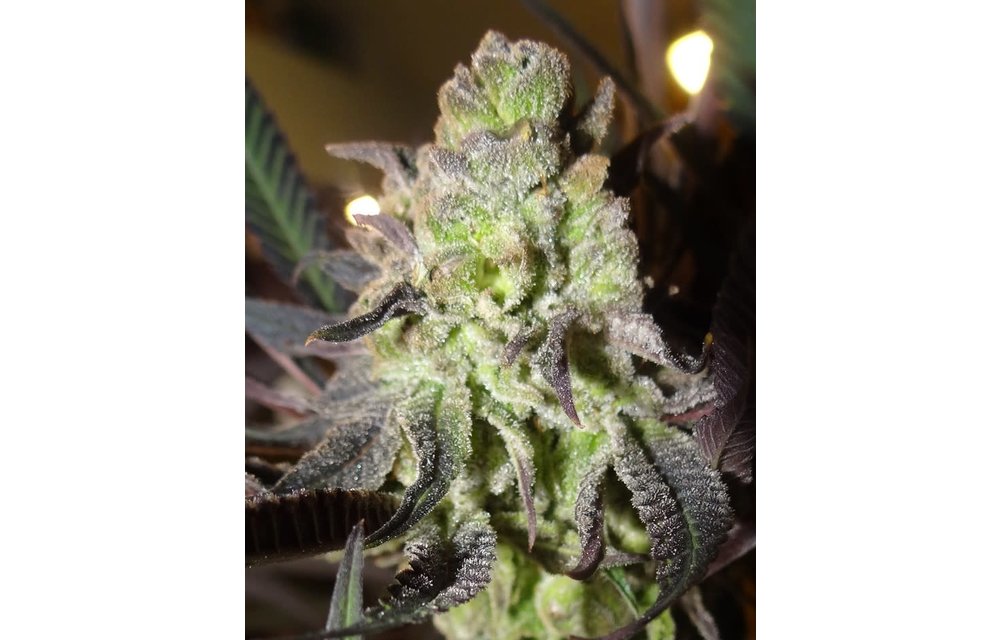 Mendo Ghost Rock Candy Fem 6pk