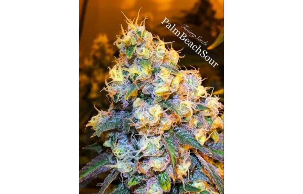 Palm Beach Sour Fem 6 pk