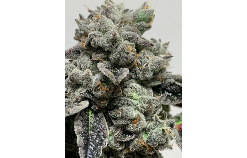 Palm Beach Sour Fem 6 pk
