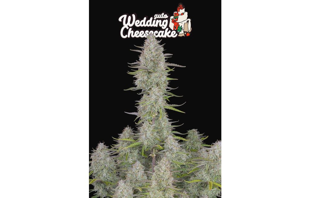420 FastBuds Wedding Cheesecake Fem Auto 100 pk