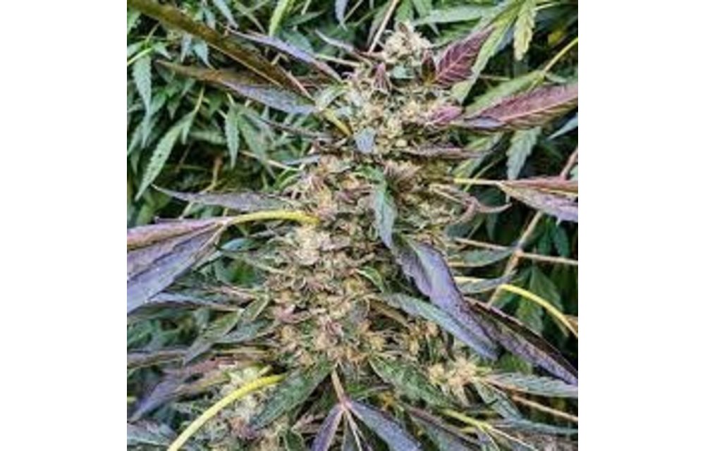 Humboldt Seed Company Caramel Cream Auto Fem 100 pk