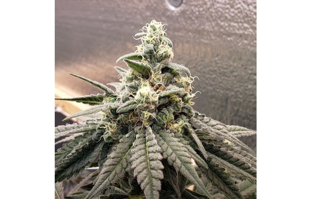 Dojo Seed Co. Fruntz Fem 5pk