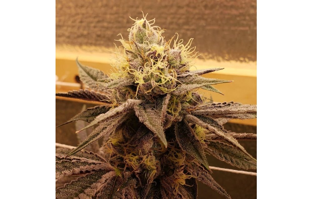 Dojo Seed Co. Hand Pie Fem 5pk