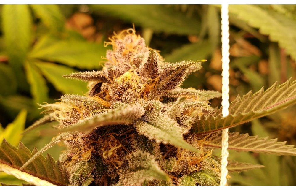 Dojo Seed Co. Chem Fruit Reg 10pk