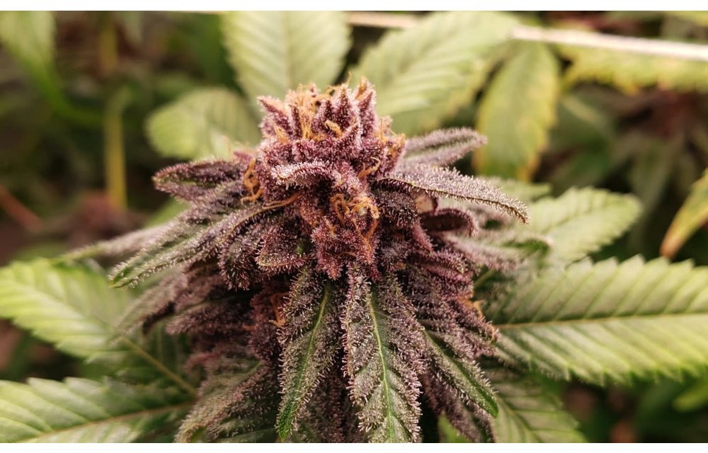 Dojo Seed Co. Yamato Purp Reg 5pk