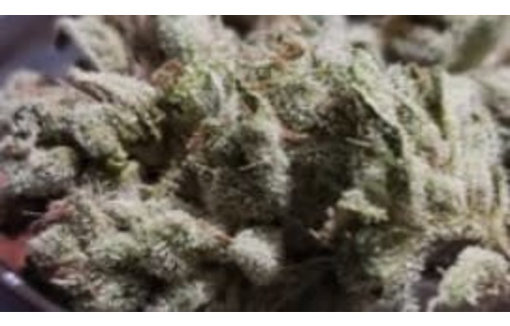Dojo Seed Co. Mothball Reg 5pk