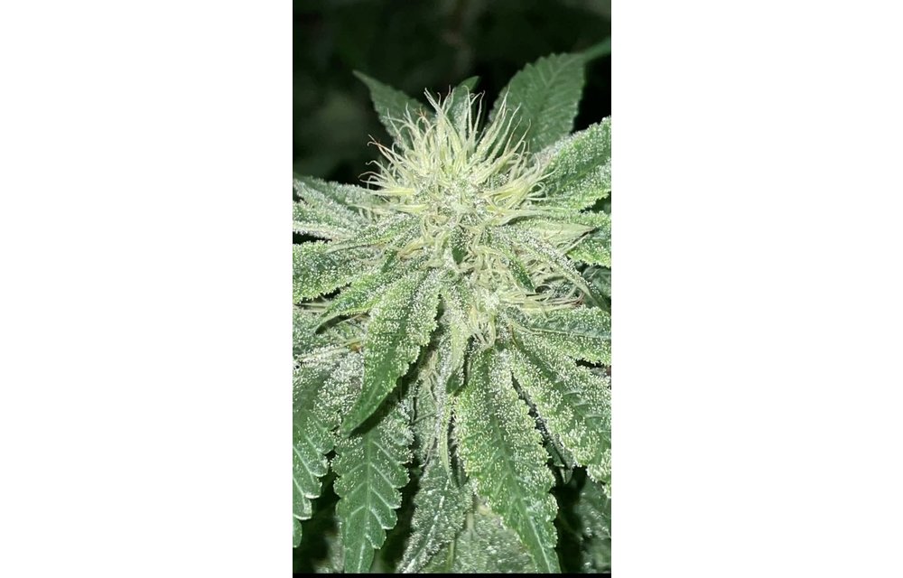 GLK Mega Boof Reg 12pk