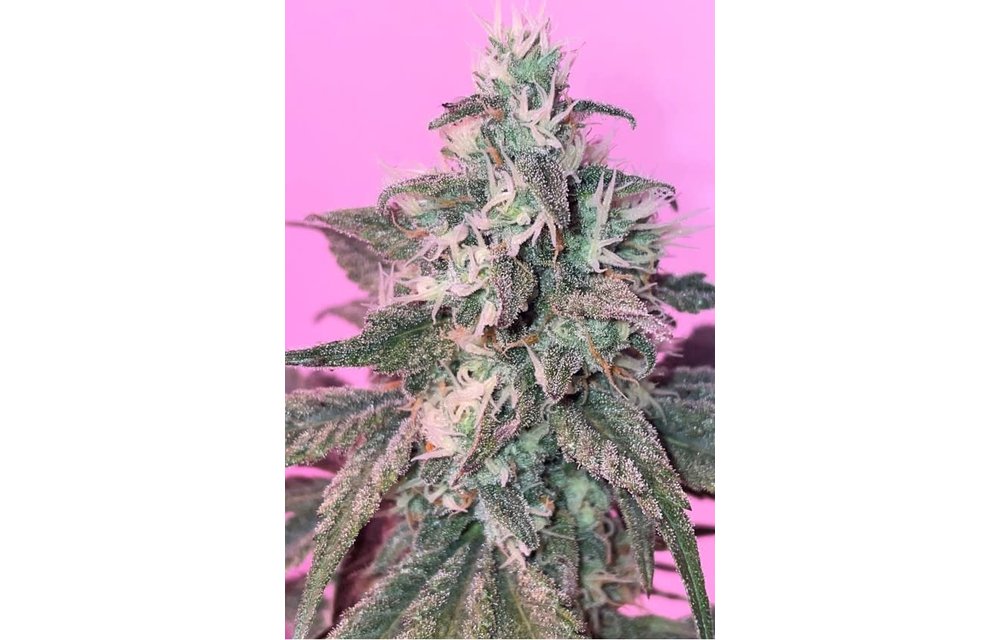 GLK Garlic Black Lime Reg 12pk