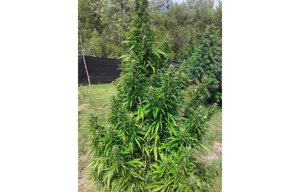 MMSC Purple Afghan Kush Reg Auto 12 pk