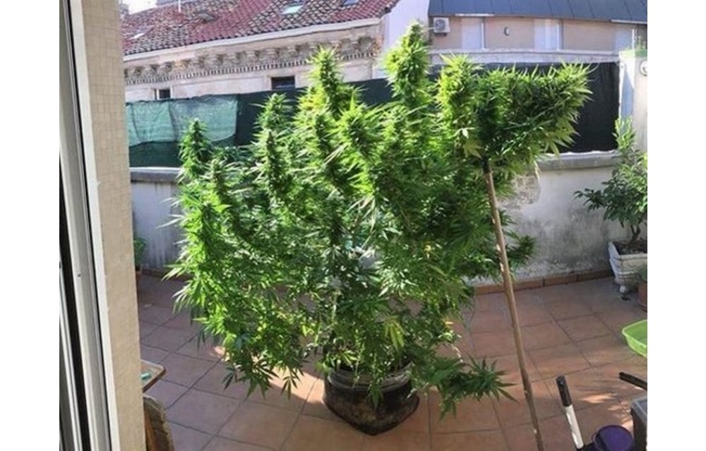 MMSC Hindu Kush Reg Auto 12 pk