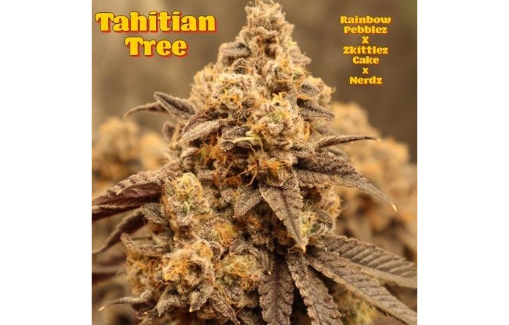 A.B.Seed Company Tahitian Tree Reg 12 pk