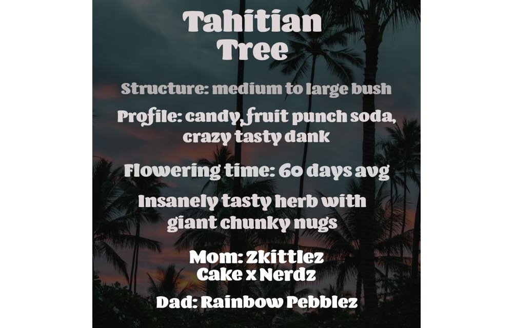 A.B.Seed Company Tahitian Tree Reg 12 pk