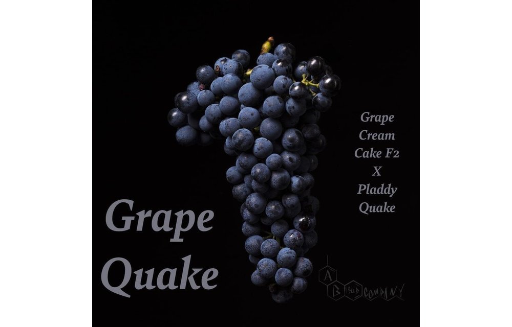 A.B.Seed Company Grape Quake Reg 12 pk
