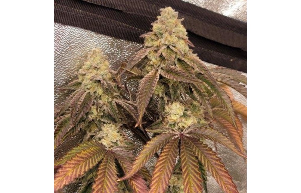 A.B.Seed Company Grape Quake Reg 12 pk