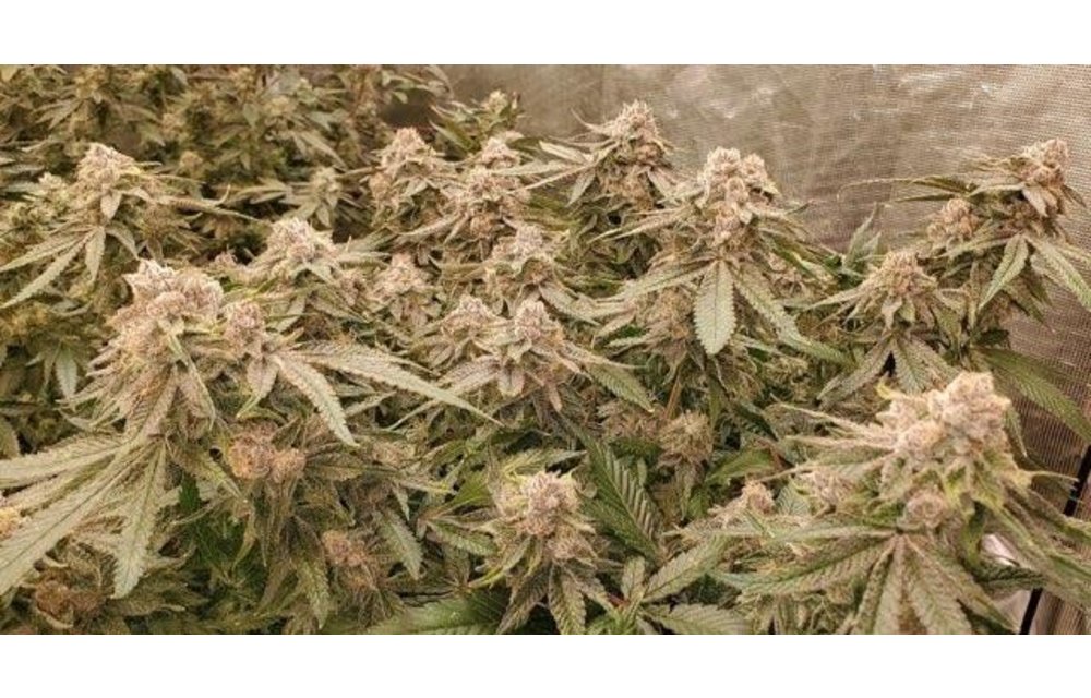 A.B.Seed Company Grape Quake Reg 12 pk