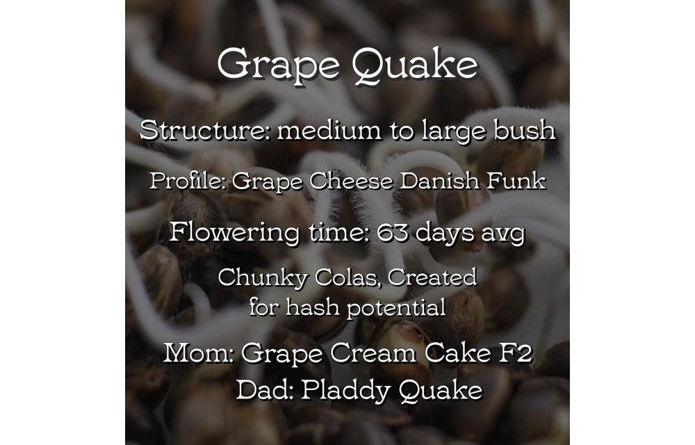 A.B.Seed Company Grape Quake Reg 12 pk