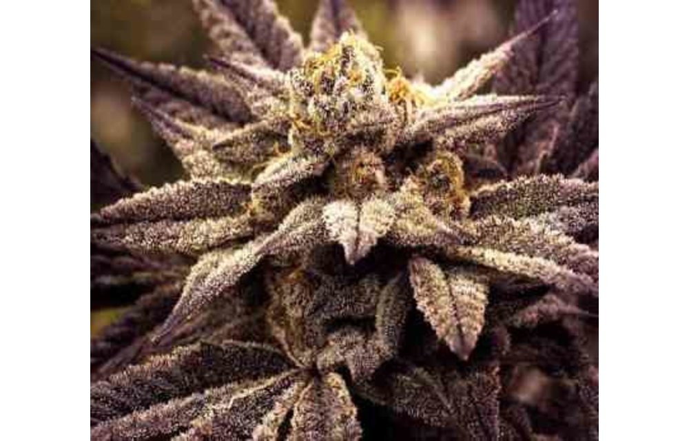Commerce City Kush Reg 10 pk