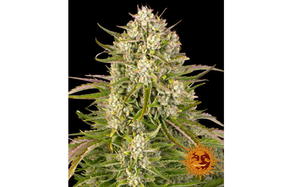 Wedding Cake Auto Fem 3 pk