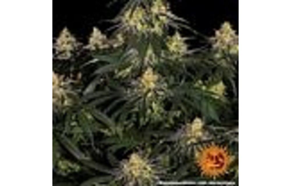 Watermelon Zkittlez Fem 3 pk