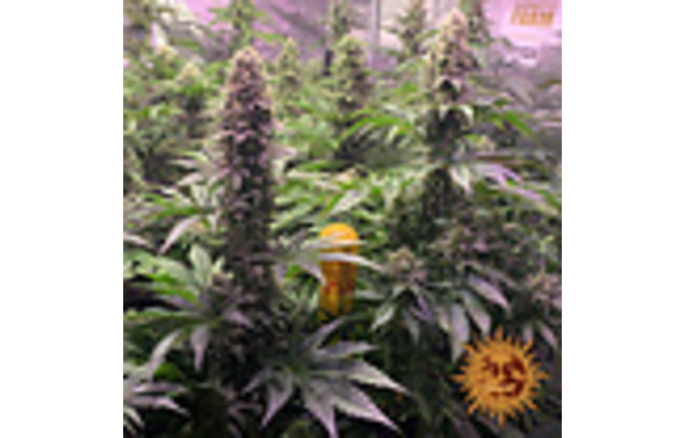 Tropicanna Banana Fem 3 pk
