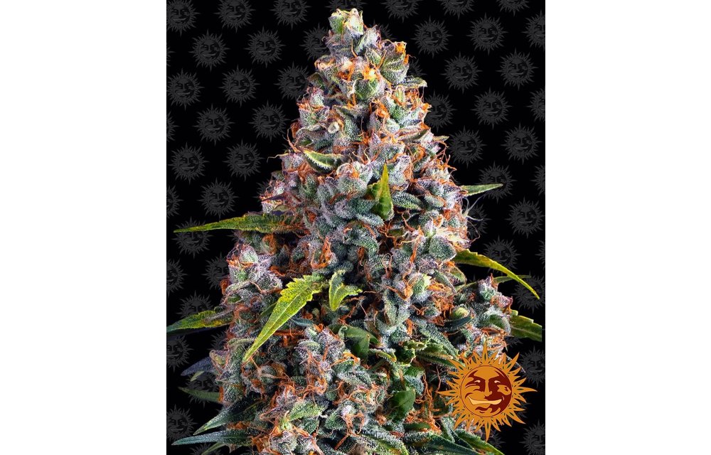 Strawberry Cheesecake Auto Fem 3 pk