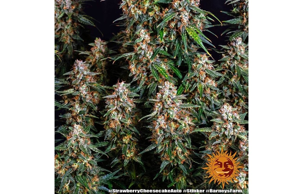 Strawberry Cheesecake Auto Fem 3 pk