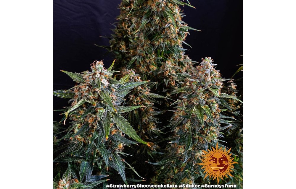 Strawberry Cheesecake Auto Fem 3 pk