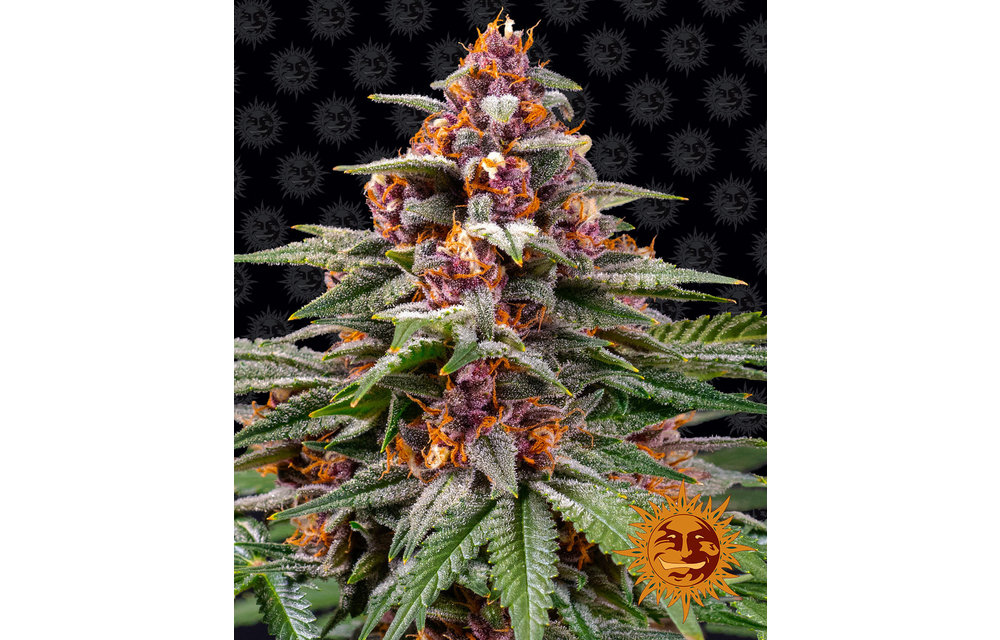 Runtz Auto Fem 10 pk
