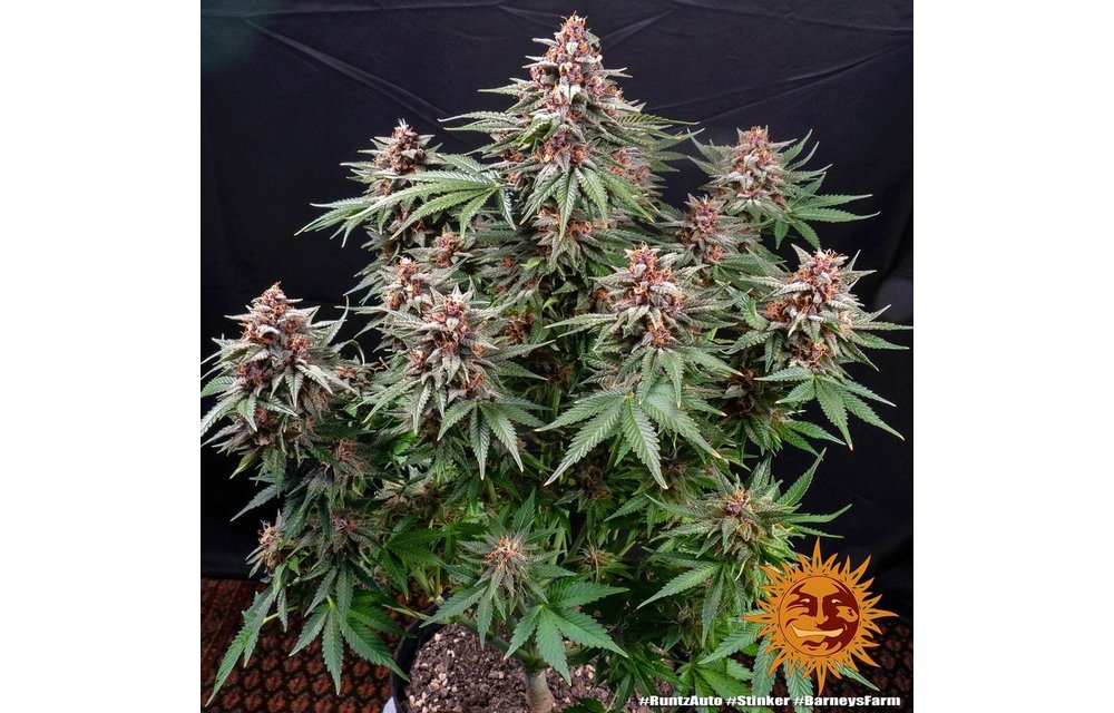 Runtz Auto Fem 10 pk
