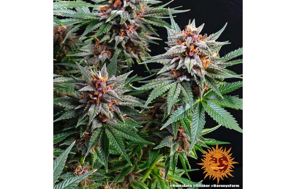 Runtz Auto Fem 10 pk