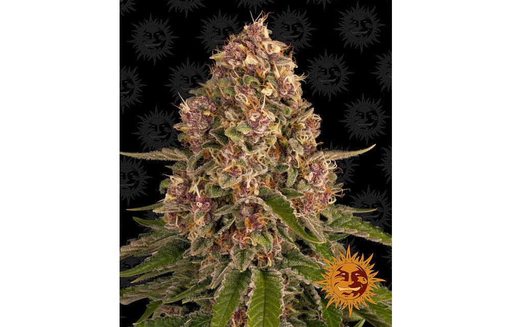 Pink Kush Fem 3 pk