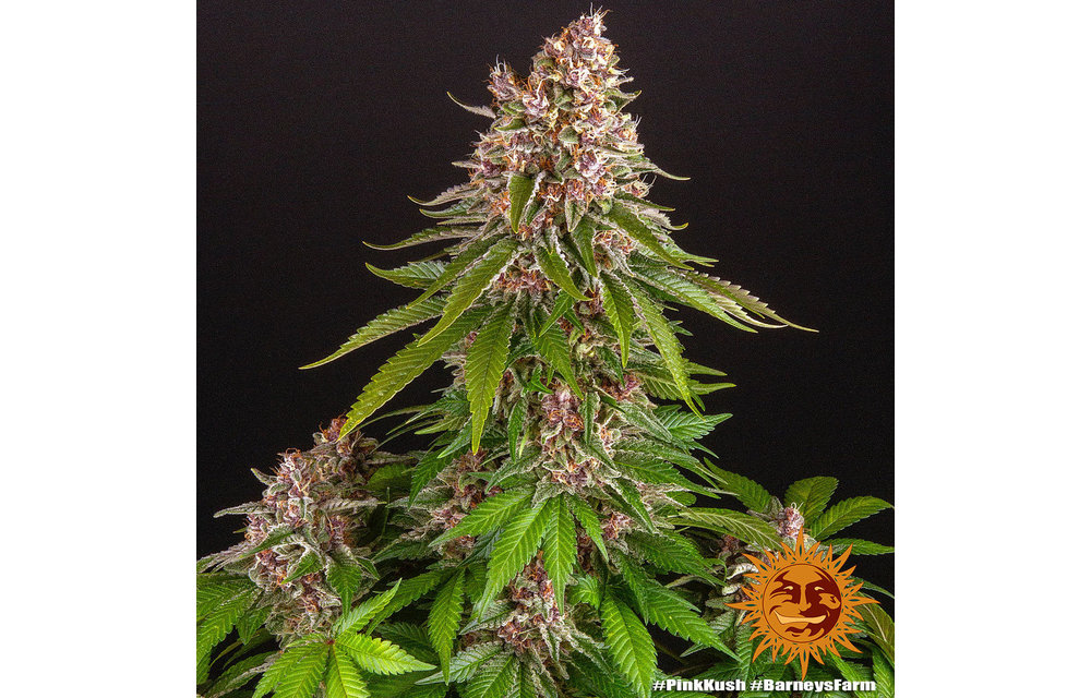 Pink Kush Fem 3 pk