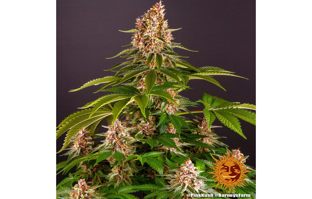 Pink Kush Fem 3 pk