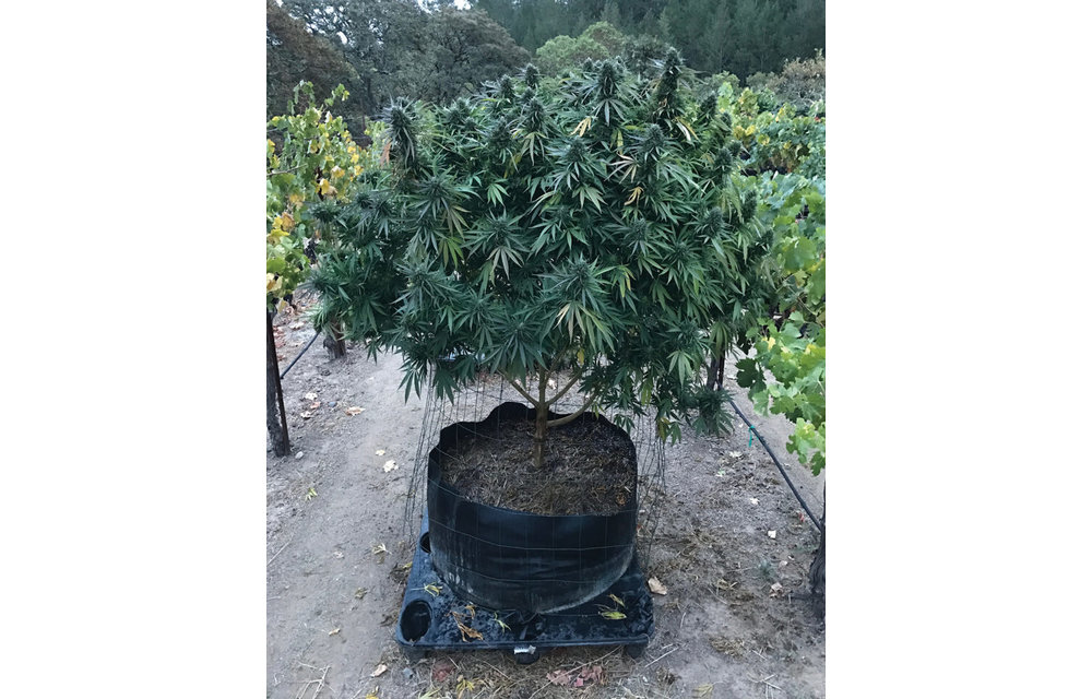 SOMA Seeds Lavnesia Fem 5 pk