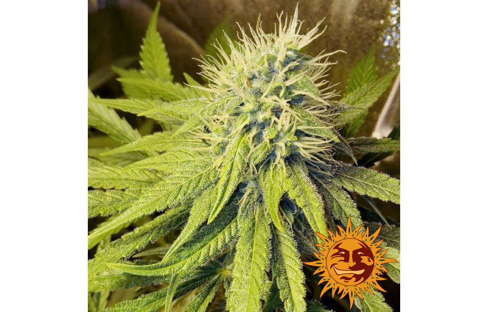 Pineapple Chunk Fem 10 pk