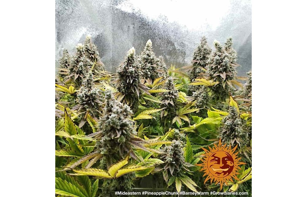 Pineapple Chunk Fem 10 pk
