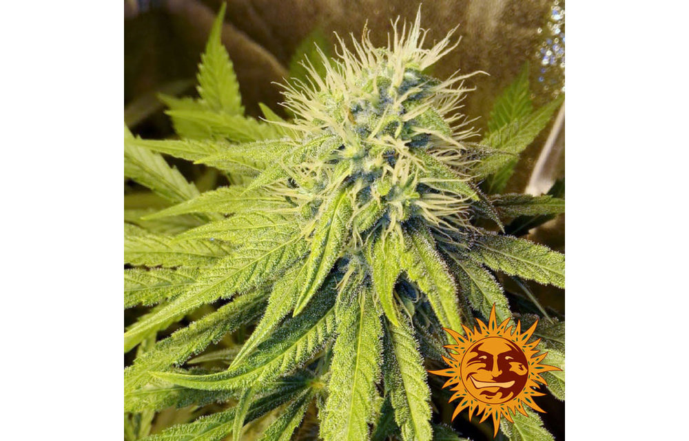 Pineapple Chunk Fem 10 pk