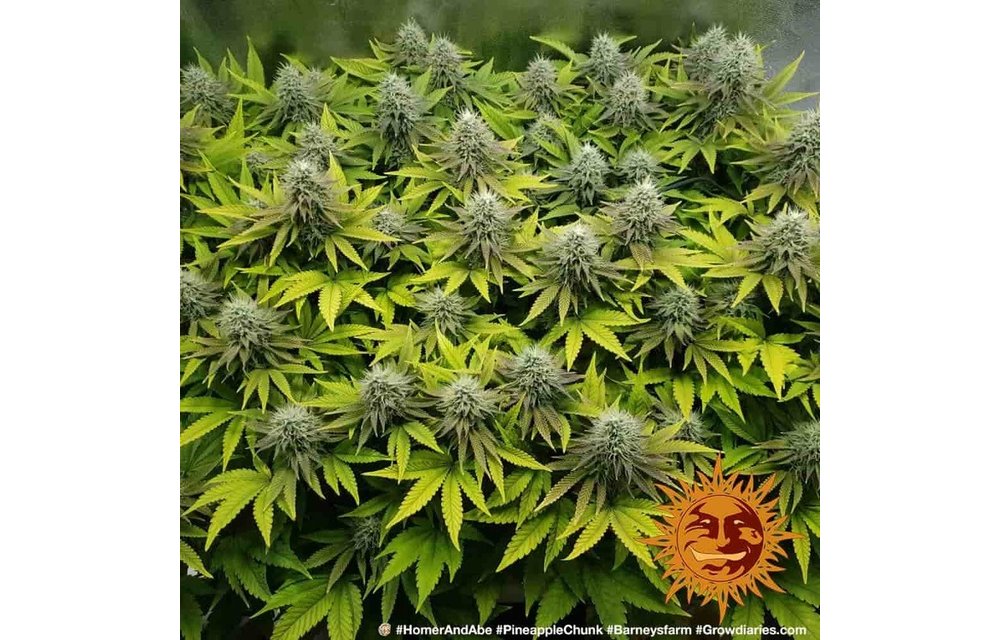 Pineapple Chunk Fem 10 pk