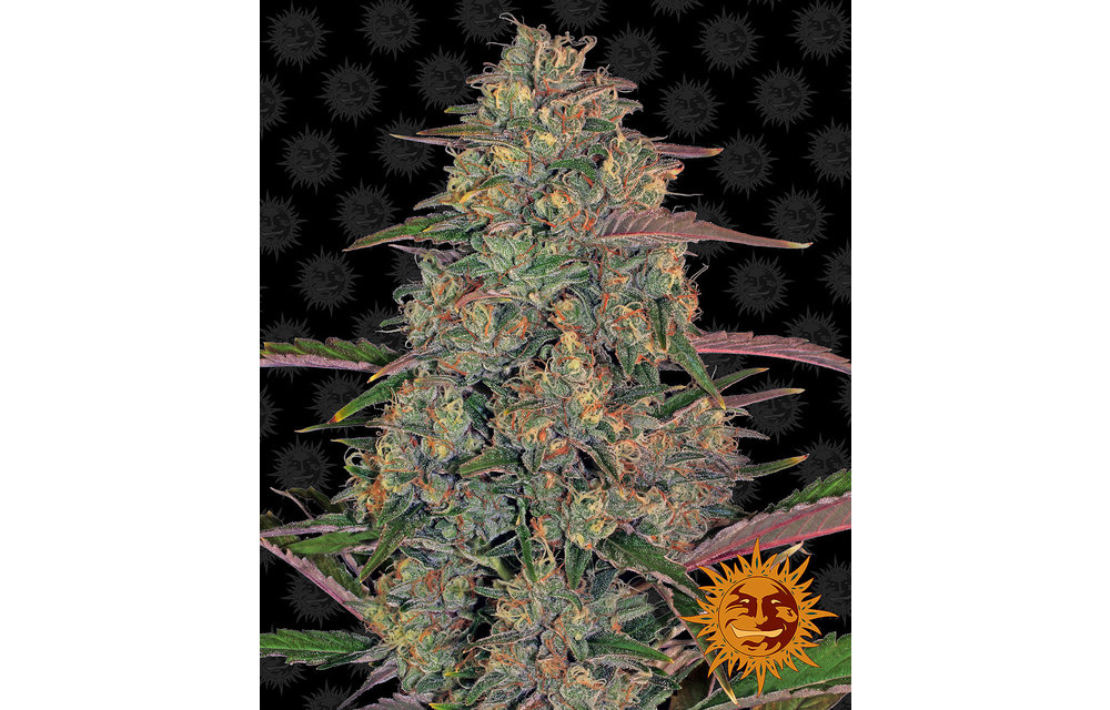 Pineapple Chunk Fem 10 pk