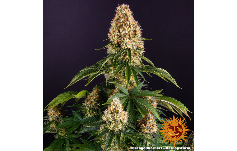 Orange Sherbert Fem 10 pk
