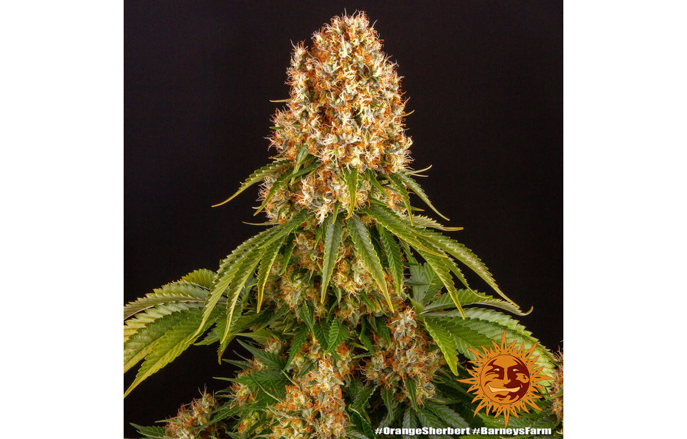 Orange Sherbert Fem 10 pk